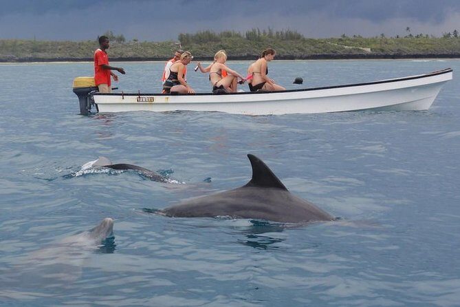 Dolphins Tour - Key Points
