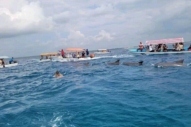 Dolphins Tour - What to Expect from the Dolphins Tour