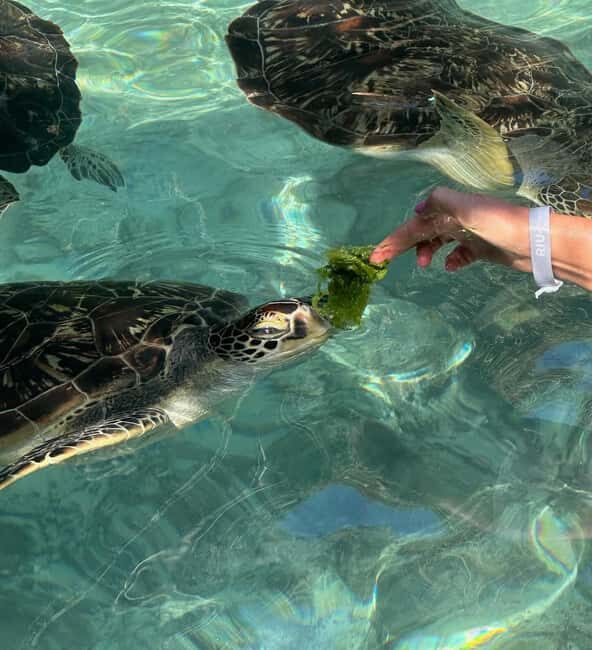 Dolphins tour + mnemba island snorkeling + salaam turles - Final Thoughts