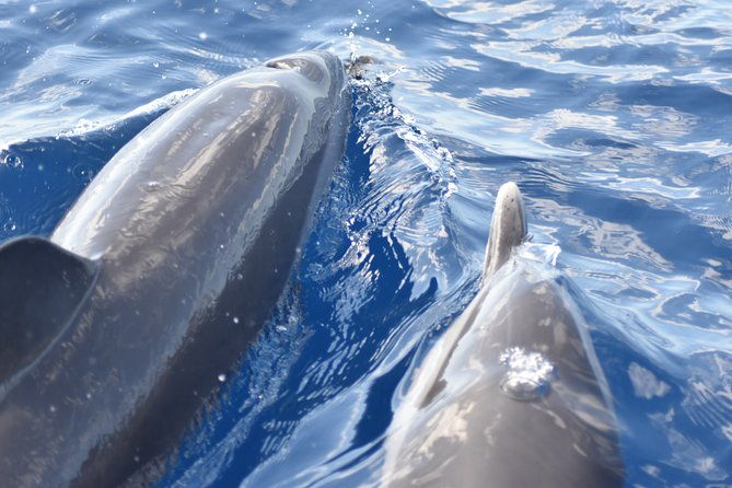 dolphins-watching-martinique