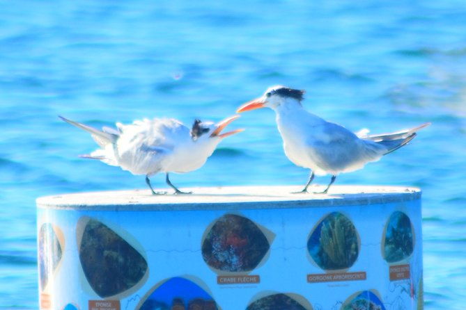 dolphins-watching-martinique