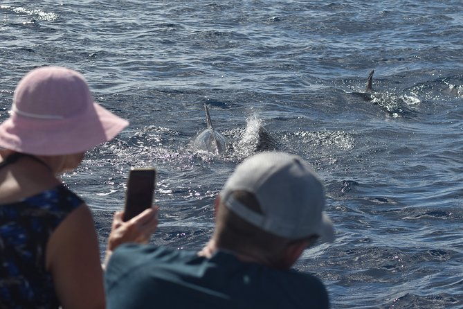 dolphins-watching-martinique