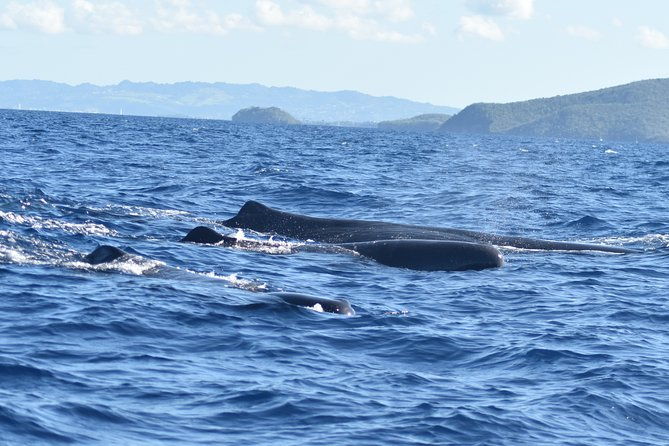 dolphins-watching-martinique