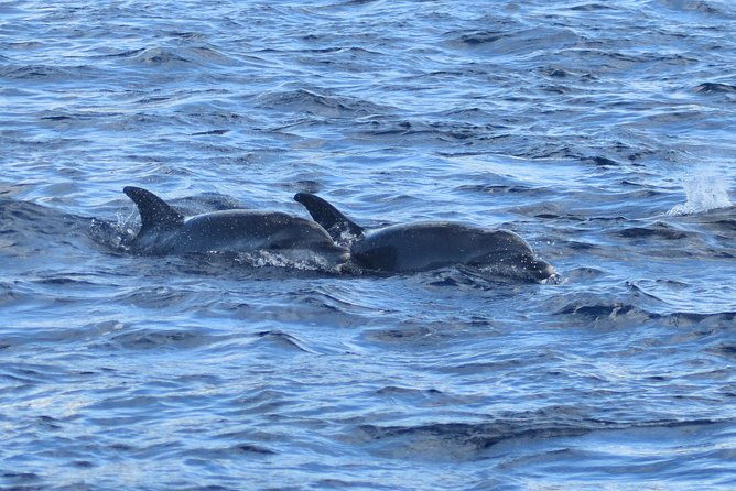dolphins-watching-martinique