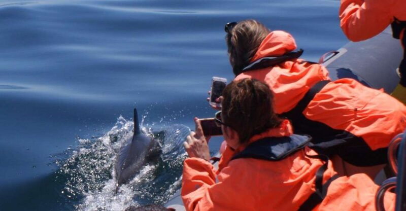 dolphins-watching-portimao