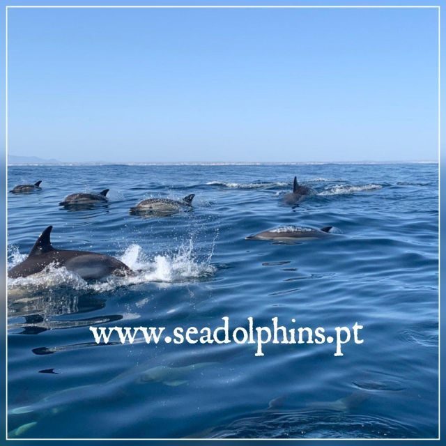 dolphins-watching-portimao
