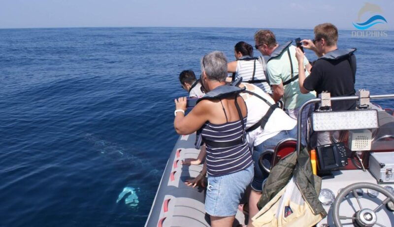 dolphins-watching-portimao