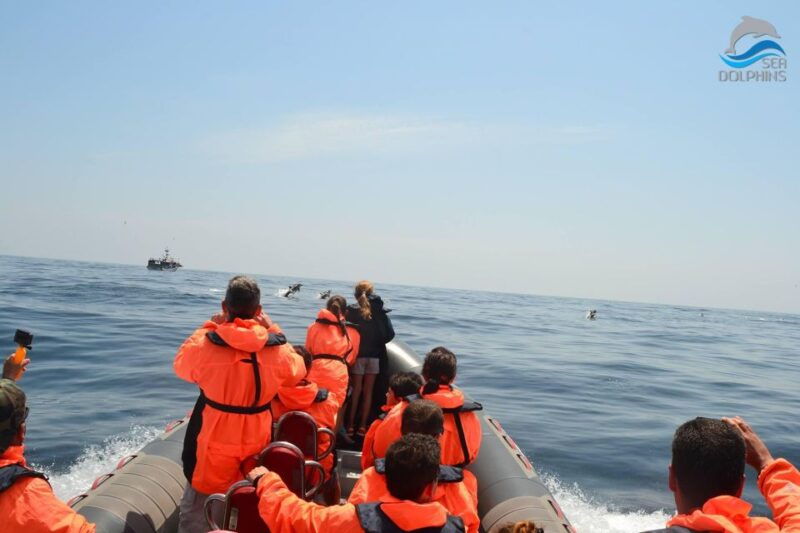 dolphins-watching-portimao