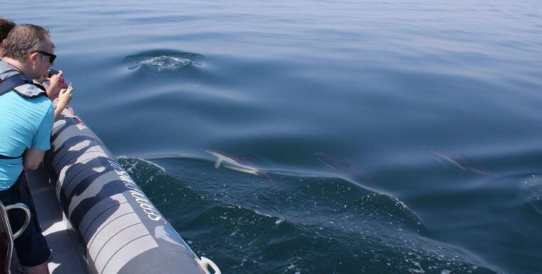dolphins-watching-portimao