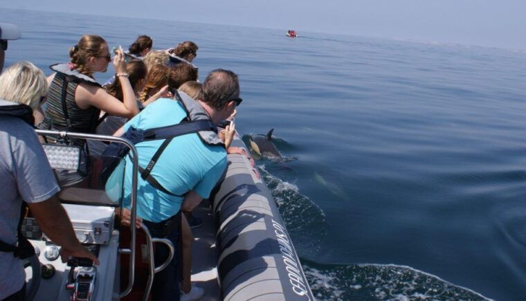 dolphins-watching-portimao