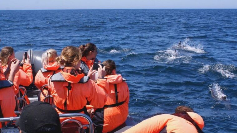 dolphins-watching-portimao
