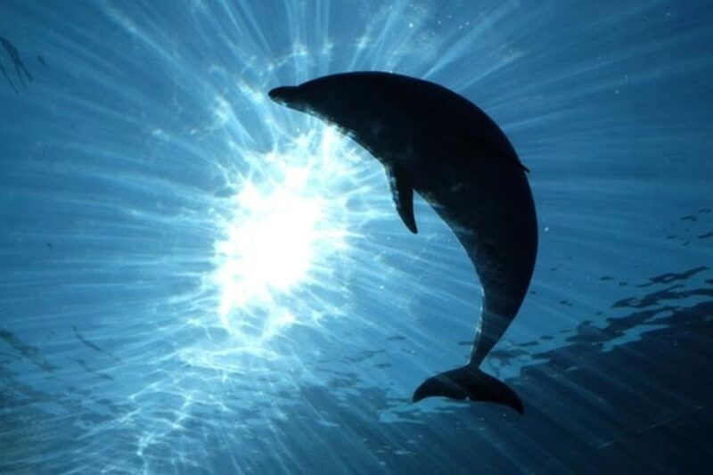 dolphins-watching-with-beach-day-in-tarifa-from-seville