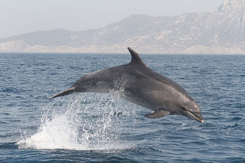 dolphins-watching-with-beach-day-in-tarifa-from-seville