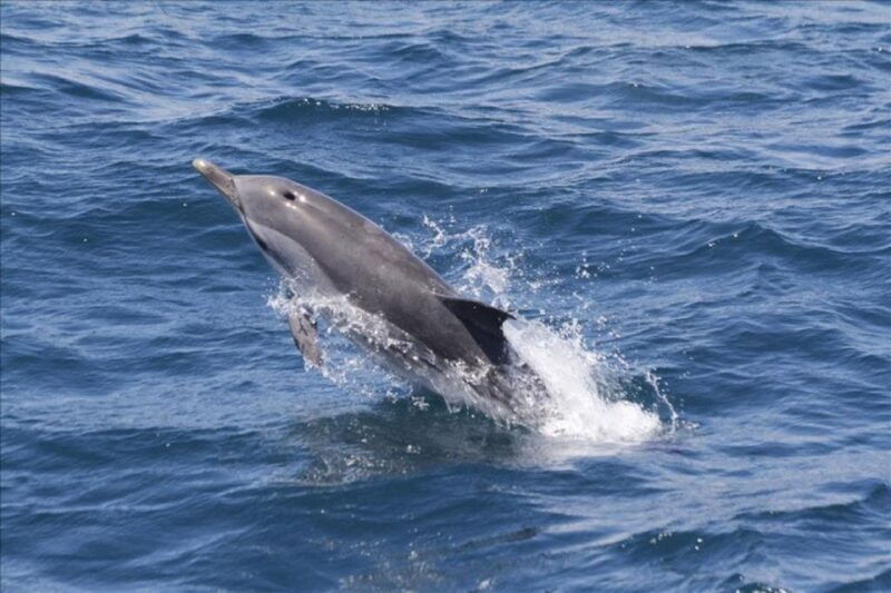 dolphins-watching-with-beach-day-in-tarifa-from-seville