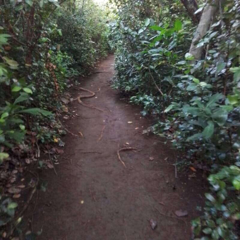 Dominica: Indian village, Hidden gems & British Battle Fort. - Who Should Consider This Tour?