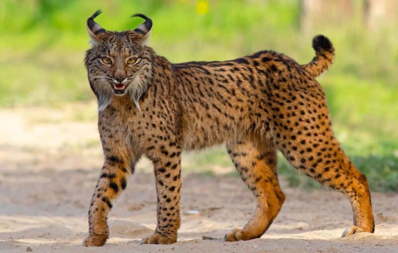 Doñana: 4x4 tour of the national park and beaches - Why Choose This Tour?