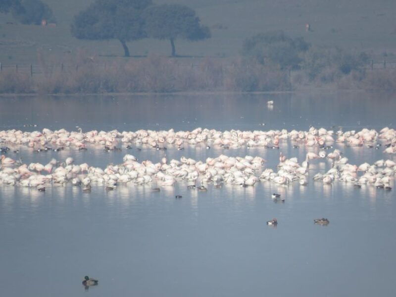 donana-national-park-2-day-tour-from-seville