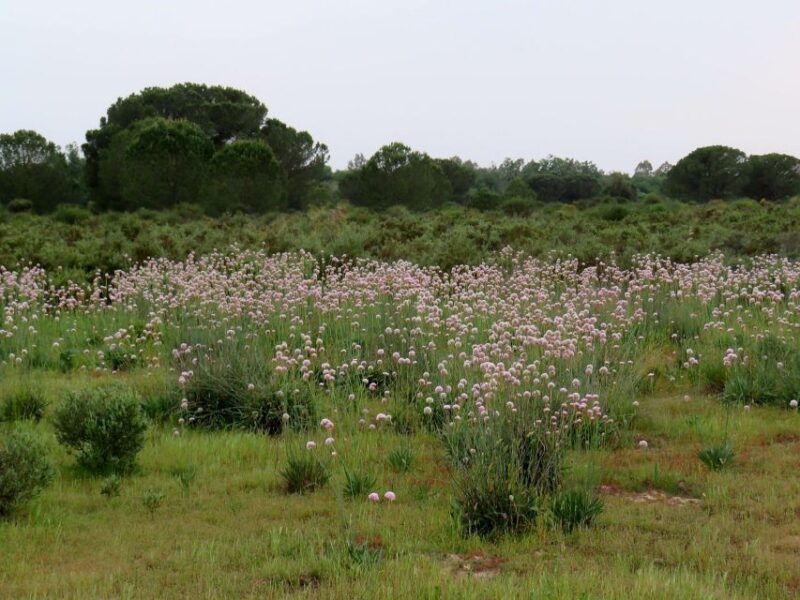 donana-national-park-2-day-tour-from-seville