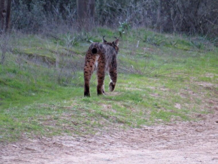 donana-national-park-2-day-tour-from-seville