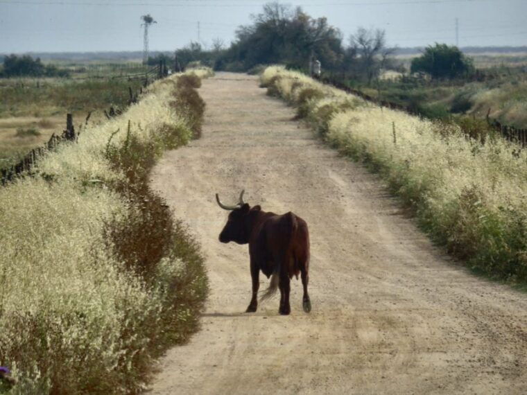 donana-national-park-2-day-tour-from-seville