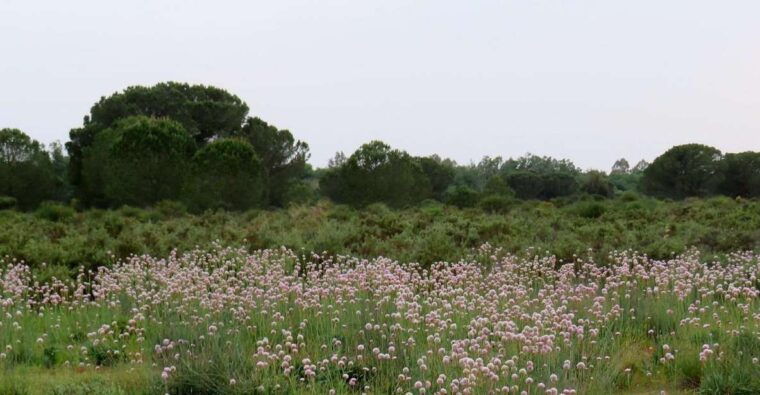 donana-national-park-2-day-tour-from-seville
