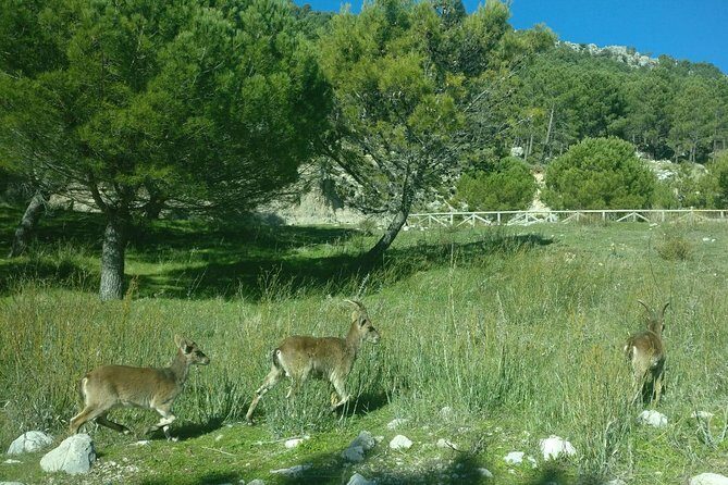 Donana National Park and El Rocío: Guided Tour from Seville - An In-Depth Look at the Tour Experience