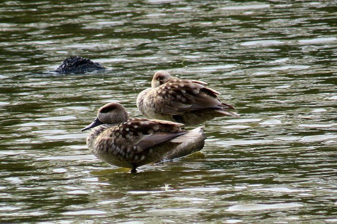 donana-national-park-and-el-rocio-private-tour-from-seville