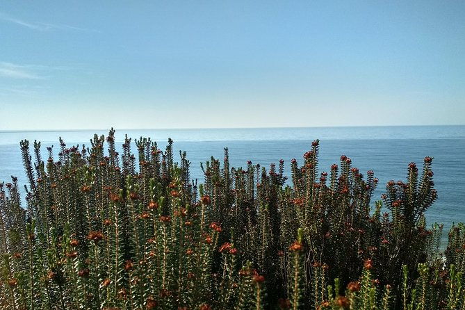 donana-national-park-and-el-rocio-private-tour-from-seville