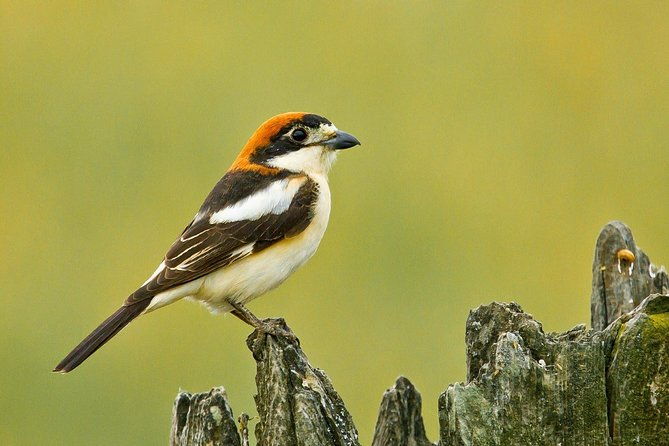 donana-national-park-matalascanas-guided-tour-from-seville