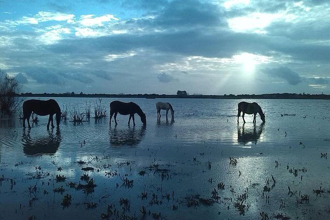 donana-natural-park-full-day-tour-from-seville
