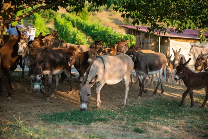 Donkey Farm and Lipa Cave Tour; Cave Crawling Donkey Calling - Discover the Charm of Montenegro: Donkey Farm and Lipa Cave Tour