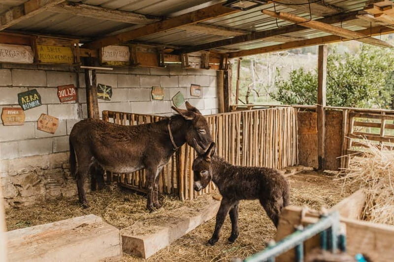Donkey Farm and Lipa Cave Tour; Cave Crawling Donkey Calling - Key Points
