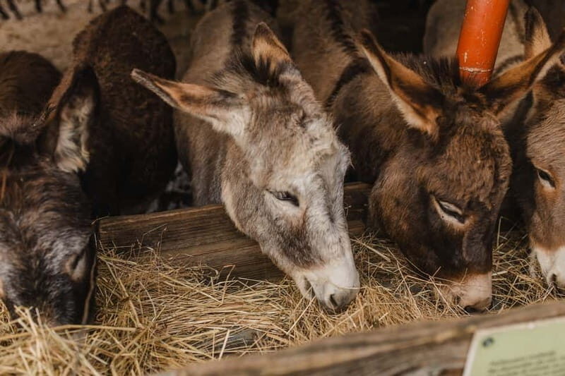 Donkey Farm and Lipa Cave Tour; Cave Crawling Donkey Calling - Donkey Farm: A Heartwarming Start