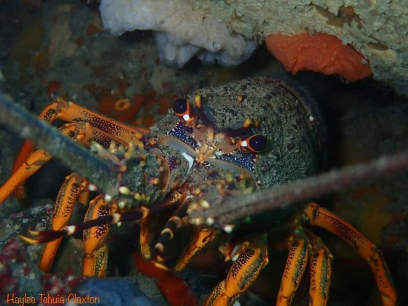 Double Boat Dive with Equipment - The Itinerary & Experience Breakdown
