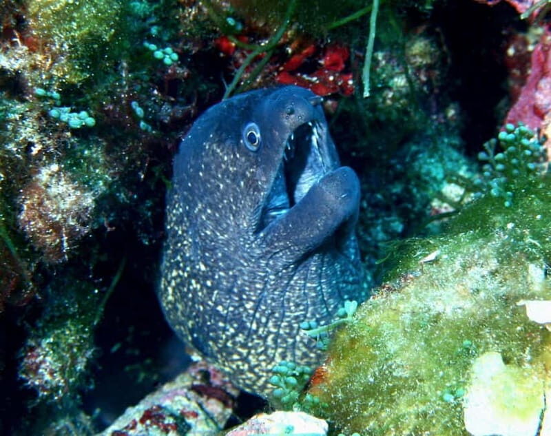 Double dive in Menorca: Discover Menorca's Marine Reserve - The Itinerary in Detail