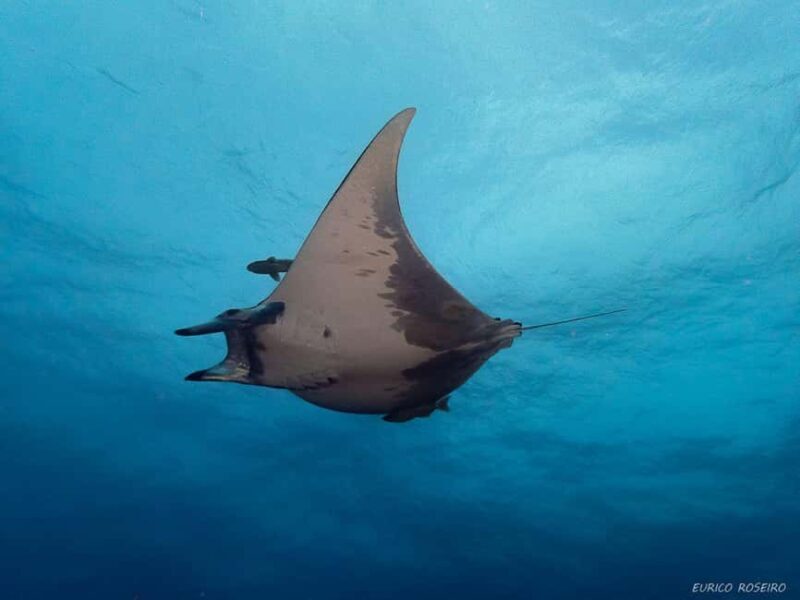 Double dive in Santa Maria Island - Azores - Introduction: What to Expect from This Azores Diving Adventure