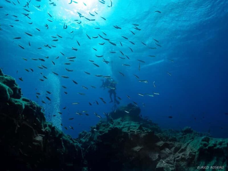 Double dive in Santa Maria Island - Azores - Detailed Breakdown of the Tour Experience