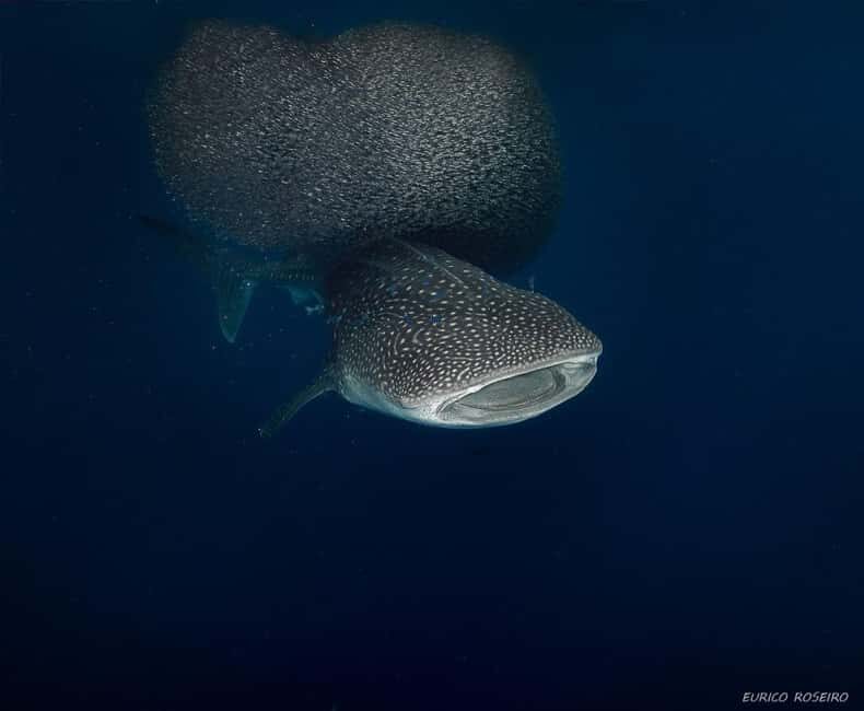 Double dive in Santa Maria Island - Azores - Environmental and Practical Considerations