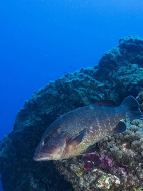 double-dive-the-azores-in-the-middle-of-the-atlantic-ocean