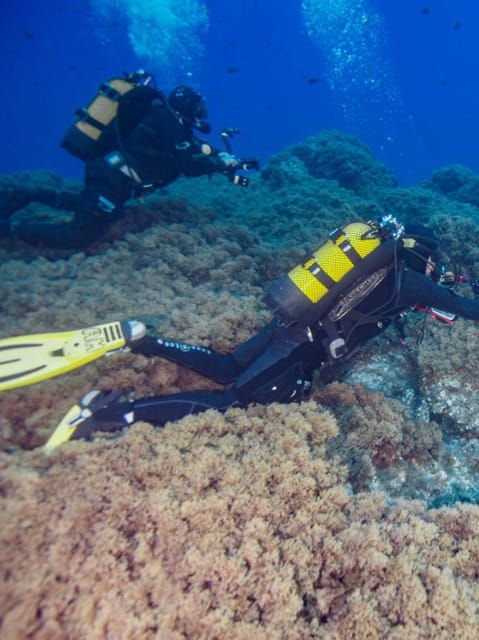 double-dive-the-azores-in-the-middle-of-the-atlantic-ocean