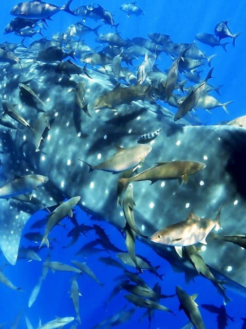 double-dive-the-azores-in-the-middle-of-the-atlantic-ocean