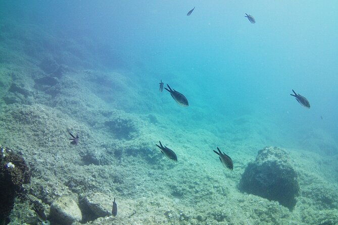 double-shore-dive-certified-divers