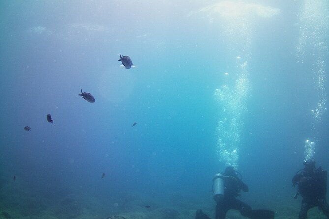 double-shore-dive-certified-divers