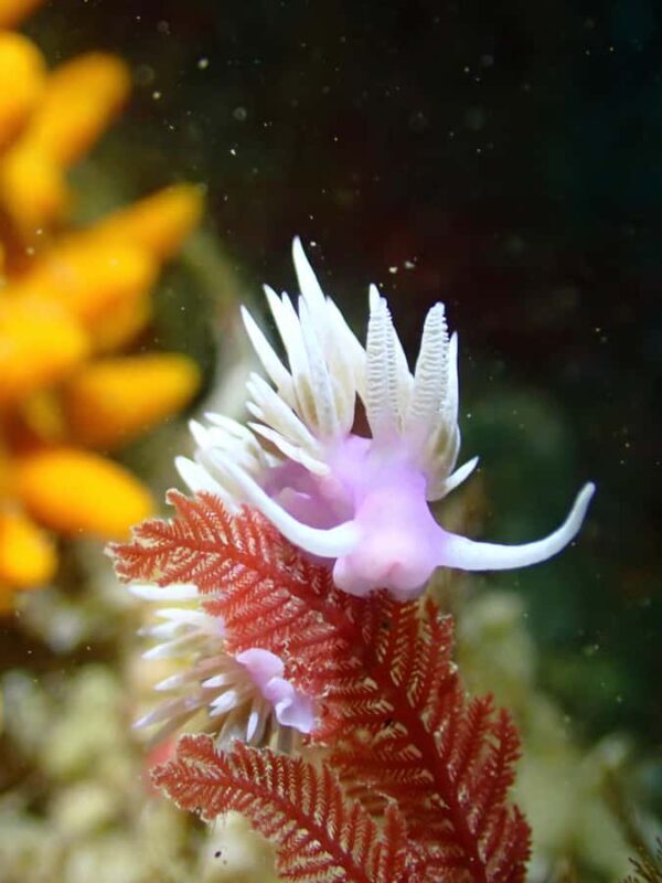 Double Shore Dive with Equipment - An In-Depth Look at the Kaikoura Shore Diving Experience