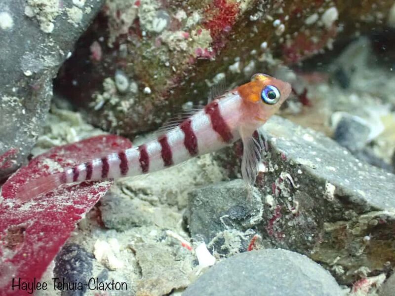 Double Shore Dive with Equipment - Final Thoughts