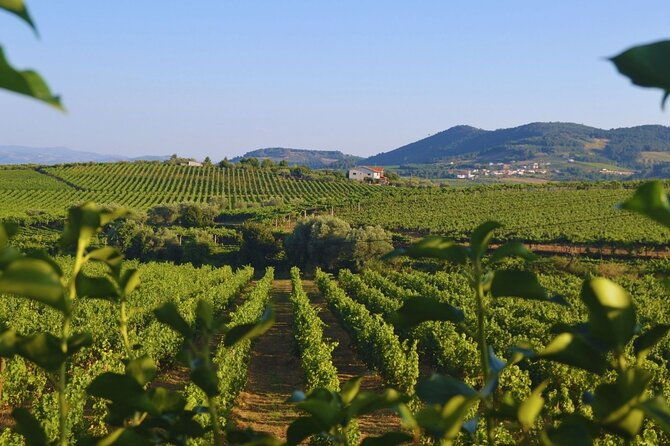 douro-three-winery-small-group-tour-with-lunch-and-tastings