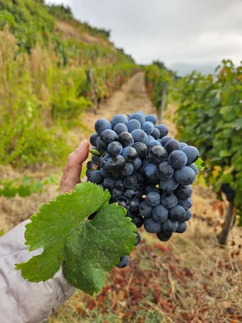 Douro: Traditional Harvest Lunch at Quinta de Sobre a Fonte - The Sum Up