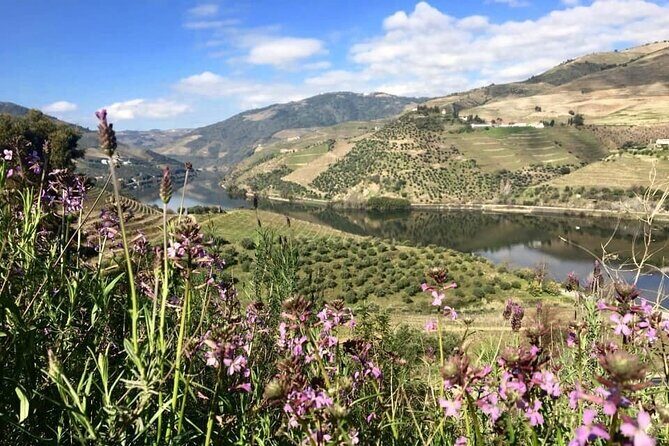 Douro Valley and Régua Panoramic Cruise with Lunch from Porto - Frequently Asked Questions