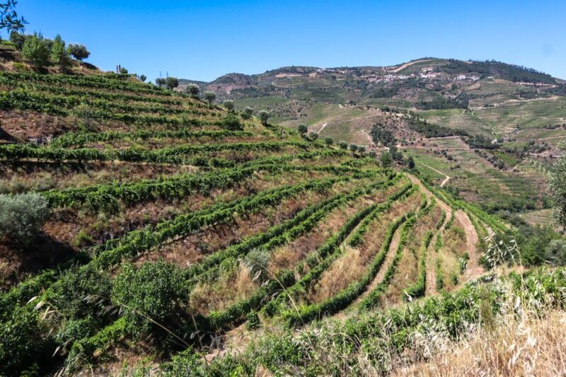 douro-valley-douro-valley-tour-including-3-wineries