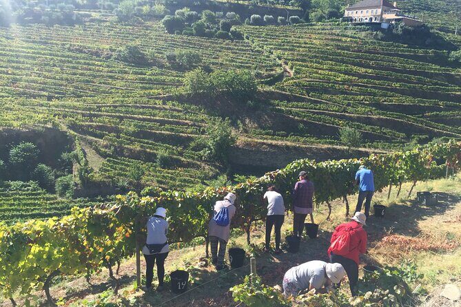 Douro valley Majestic - Practical Tips for Making the Most of Your Tour  